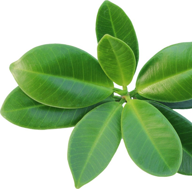 Groupe de masques 18