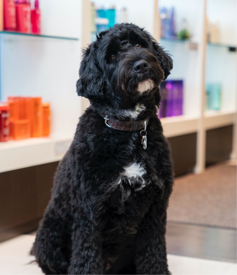 Jack the dog | Salon Pet | Portugese Water Dog