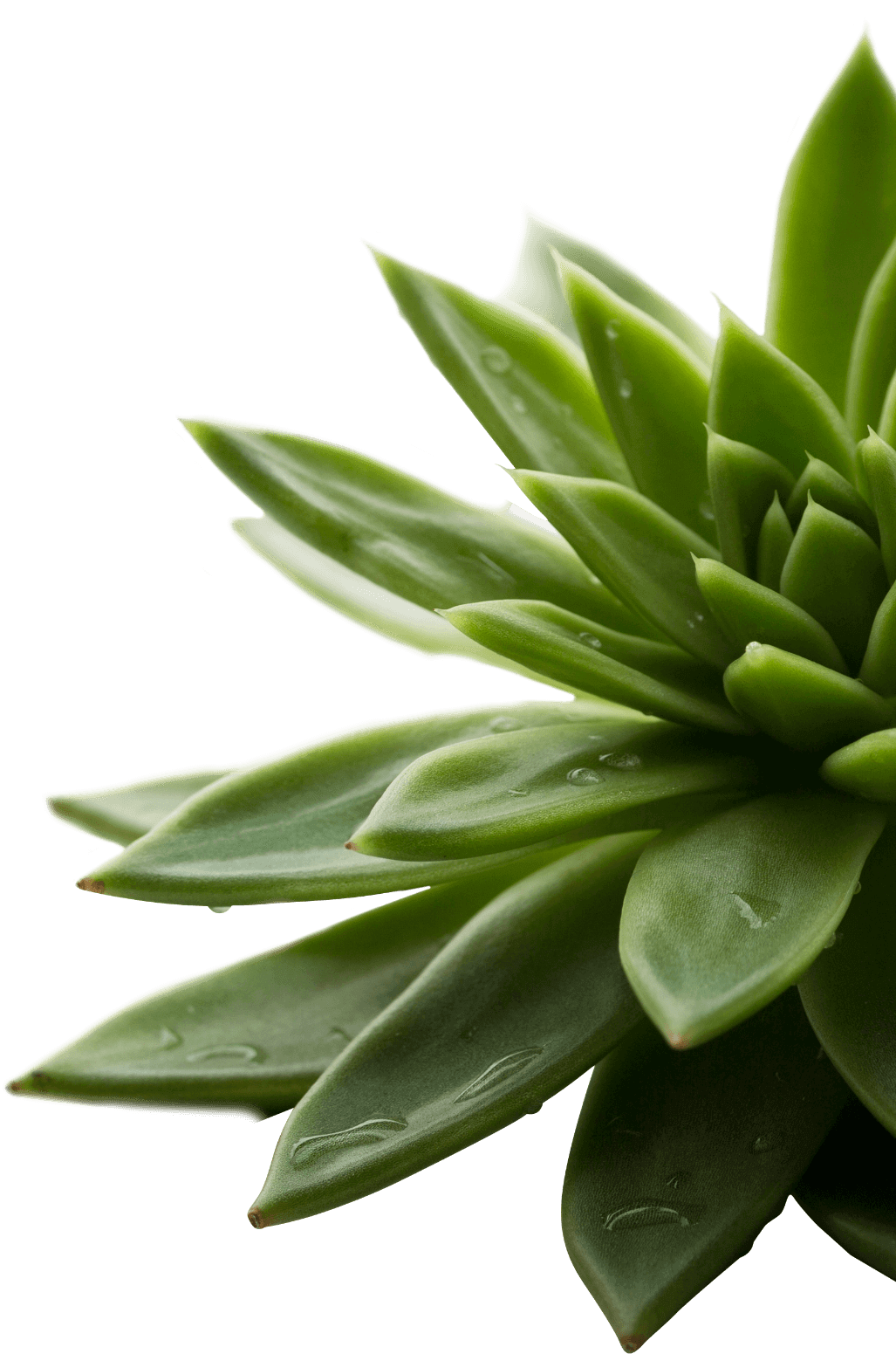 style-en-tete-plante-section-droite