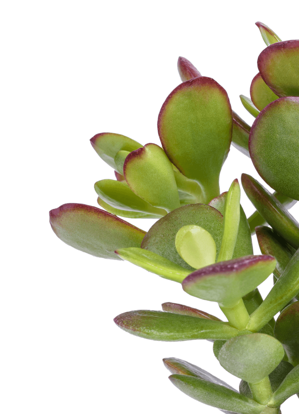 style-en-tete-plante