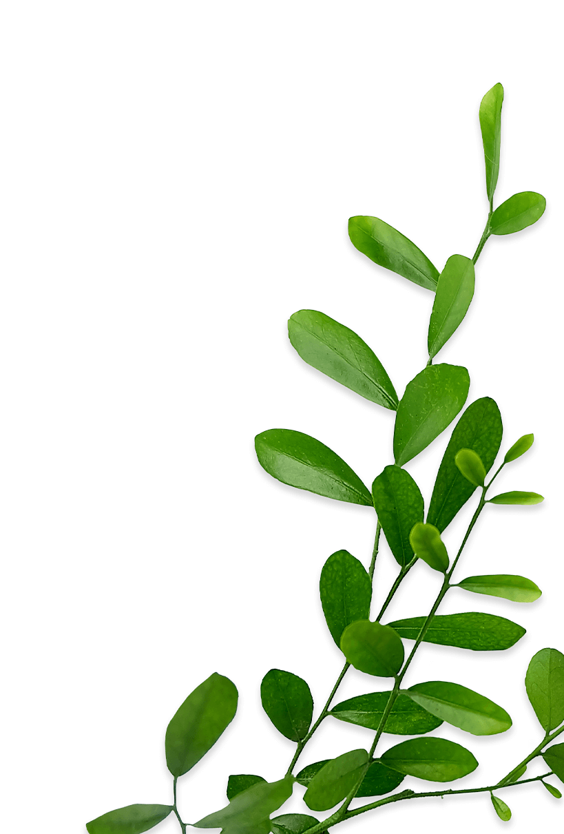 style-en-tete-contact-plante-bas