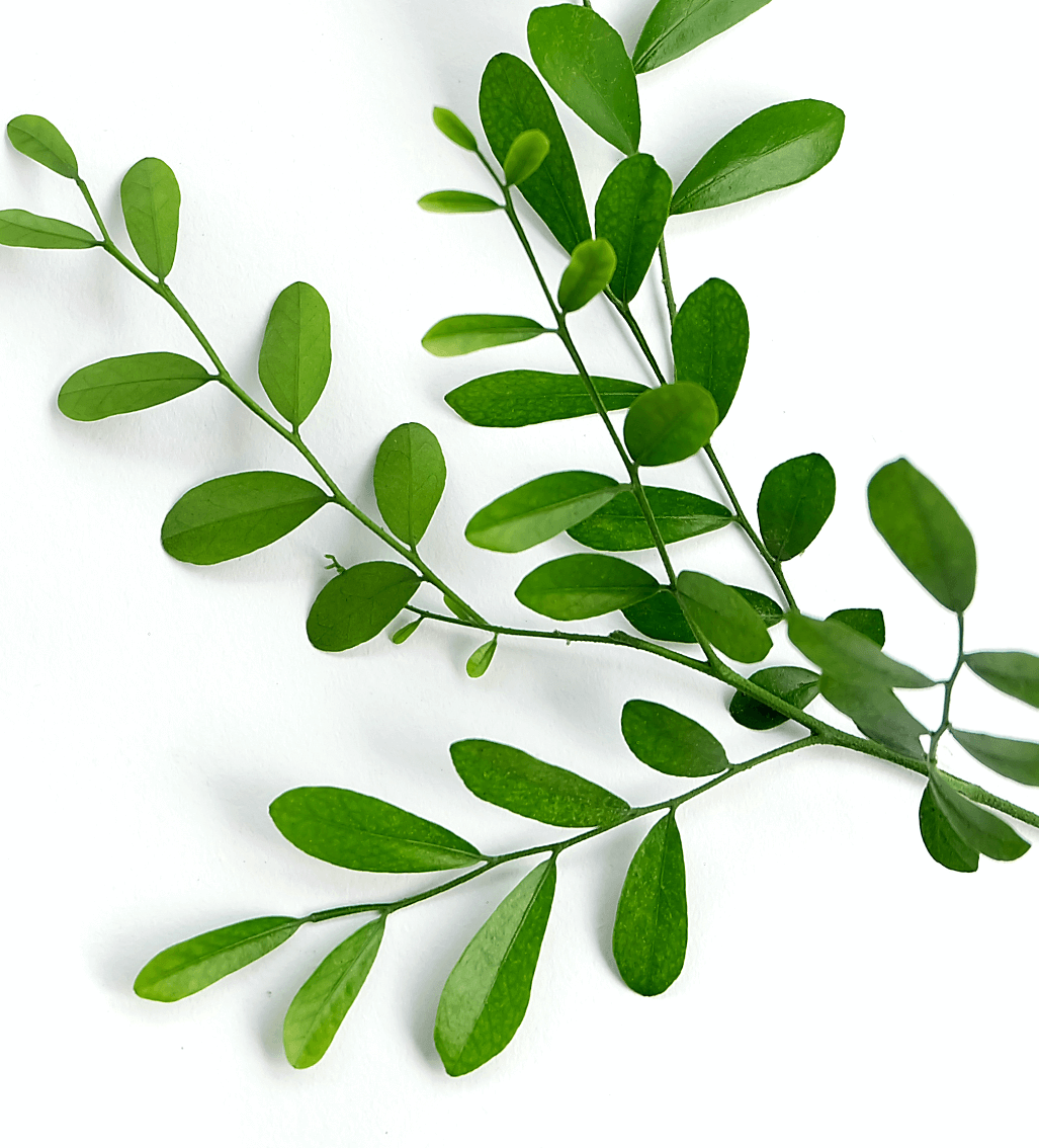 style-en-tete-contact-plante-haut